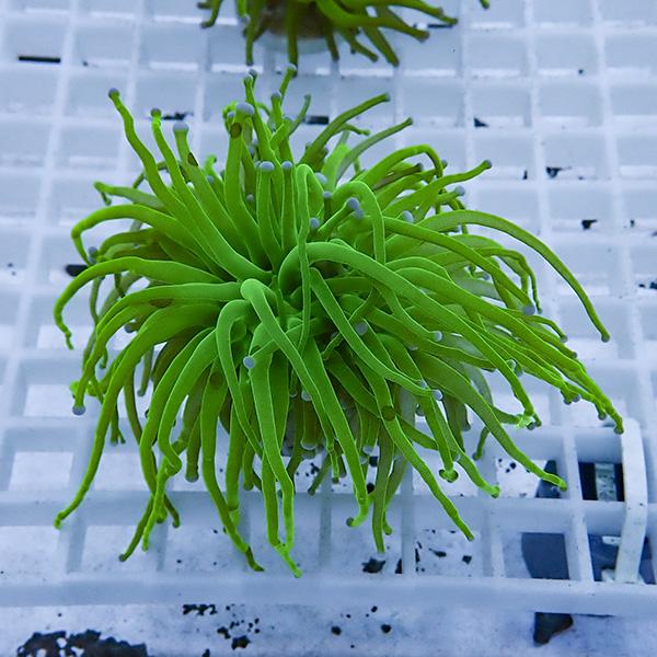 【サンゴ現物24】フラワーコーラルフラグ ! 15時までのご注文で当日発送【サンゴ】(t142