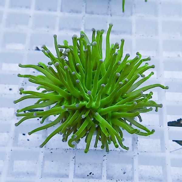 【サンゴ現物28】フラワーコーラルフラグ ! 15時までのご注文で当日発送【サンゴ】(t142