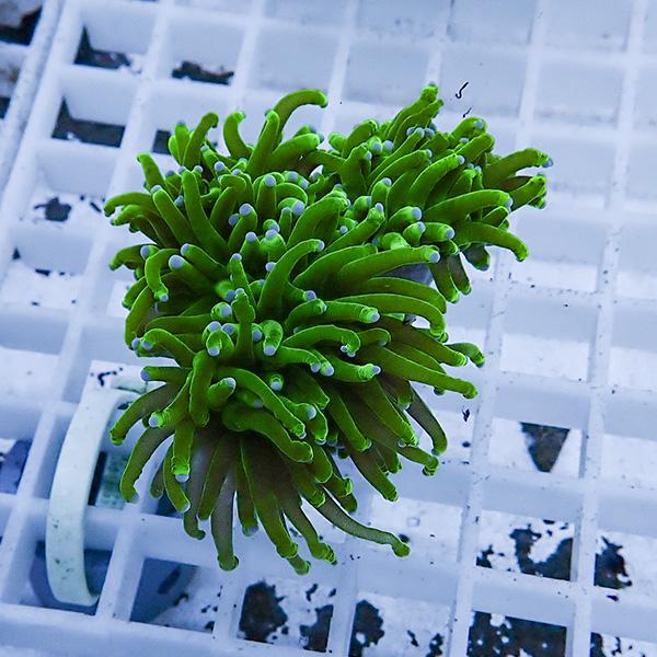 【サンゴ現物30】フラワーコーラルフラグ ! 15時までのご注文で当日発送【サンゴ】(t142