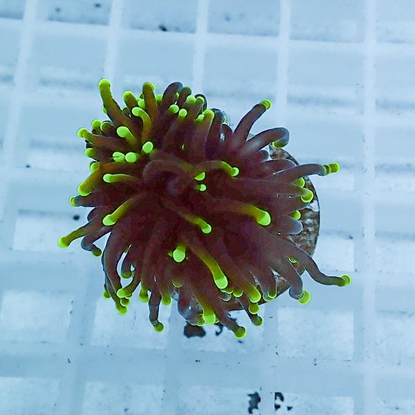 【サンゴ現物37】フラワーコーラルフラグ !15時までのご注文で当日発送 【サンゴ】(t142