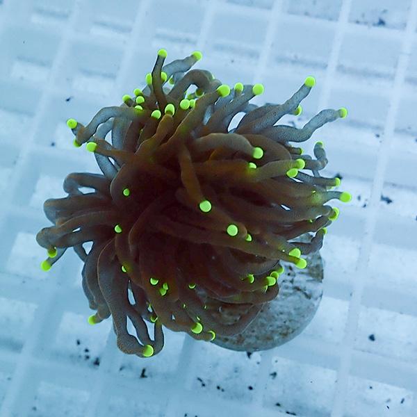 【サンゴ現物40】フラワーコーラルフラグ !15時までのご注文で当日発送 【サンゴ】(t142