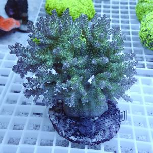 網目状の白いトレー上に置かれた、緑色のポリプが密に伸びる丸いサンゴ個体