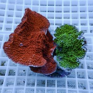 網目状の白いトレー上に置かれた、緑色のポリプが密に伸びる丸いサンゴ個体
