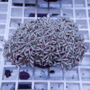 【サンゴ現物3】トンガ産クダサンゴ(B-2445) 海水魚 サンゴ 生体｜aquagift