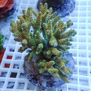 網目状の白いトレー上に置かれた、緑色のポリプが密に伸びる丸いサンゴ個体