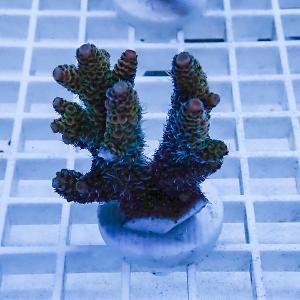 a4 | 海水魚通販はアクアギフト