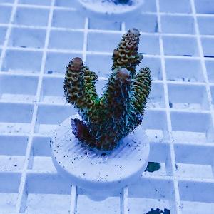 a4 | 海水魚通販はアクアギフト