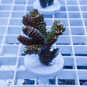 a4 | 海水魚通販はアクアギフト