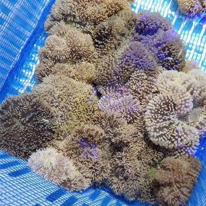 【サンプル】マニラ産ハタゴイソギンチャク Sサイズ 色指定不可 5-7cmぐらい （幅があります）(B-3522) 海水魚 サンゴ 生体