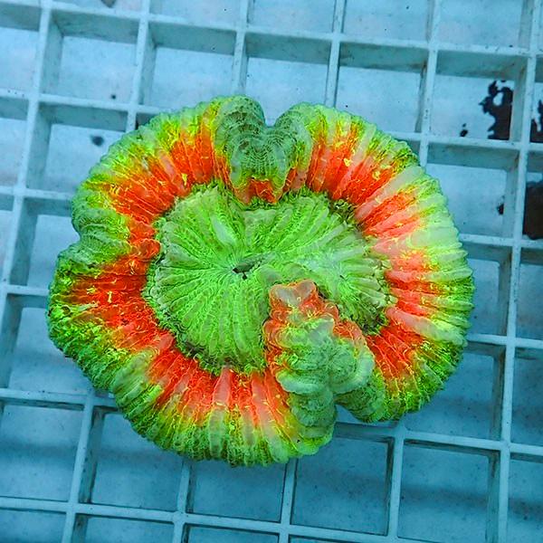 【サンゴ現物1】ブレインコーラル ! 15時までのご注文で当日発送 (t133