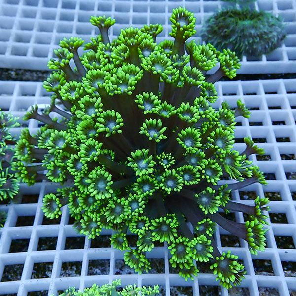 【サンゴ現物21】ハナガササンゴ!15時までのご注文で当日発送【サンゴ】(t140