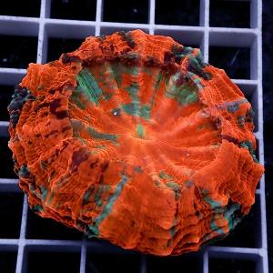 【サンゴ現物14】アザミハナガタサンゴ (B-4518) 海水魚 サンゴ 生体｜aquagift