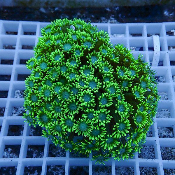 【サンゴ現物22】ハナガササンゴ!15時までのご注文で当日発送【サンゴ】(t140