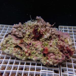 【現物3】イバラカンザシ(B-4611) 海水魚 サンゴ 生体｜aquagift