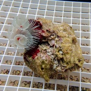 【現物3】ハードチューブ (B-4612) 海水魚 サンゴ 生体｜aquagift