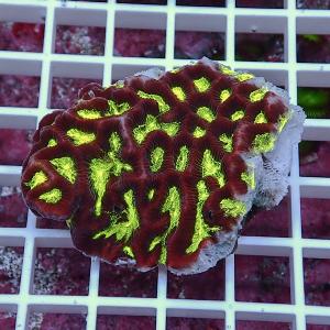 【サンゴ現物31】キクメイシsp. (B-4796) 海水魚 サンゴ 生体｜aquagift