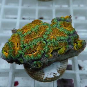 【サンゴ現物24】オーストラリア産カクオオトゲキクメイシ(B-4799) 海水魚 サンゴ 生体｜aquagift