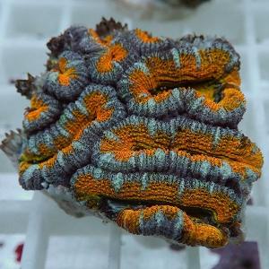 【サンゴ現物29】オーストラリア産カクオオトゲキクメイシ(B-4804) 海水魚 サンゴ 生体｜aquagift
