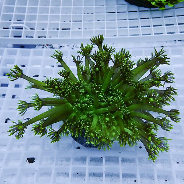 【現物10】コモチハナガサ!15時までのご注文で当日発送【サンゴ】(t140