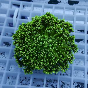 網目状の白いトレー上に置かれた、緑色のポリプが密に伸びる丸いサンゴ個体
