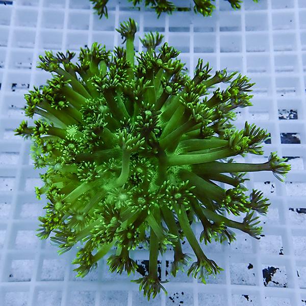 【現物8】コモチハナガサ!15時までのご注文で当日発送【サンゴ】(t140