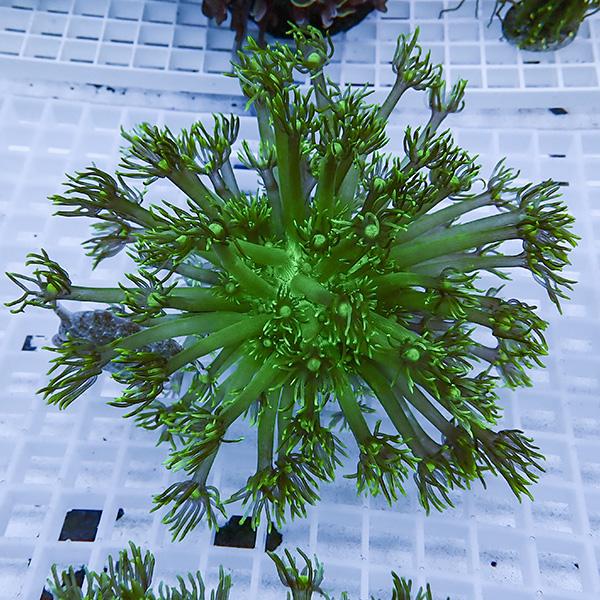 【現物7】コモチハナガサ!15時までのご注文で当日発送【サンゴ】(t140