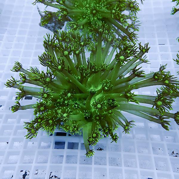 【現物6】コモチハナガサ!15時までのご注文で当日発送【サンゴ】(t140