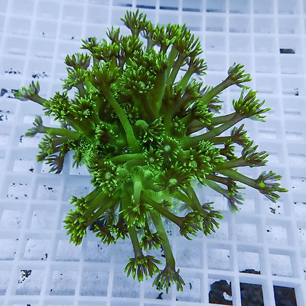 【現物5】コモチハナガサ!15時までのご注文で当日発送【サンゴ】(t140