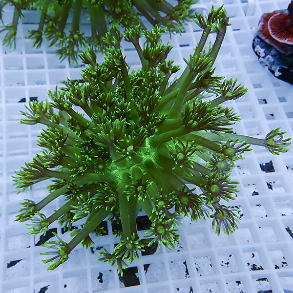 【現物2】コモチハナガサ!15時までのご注文で当日発送【サンゴ】(t140