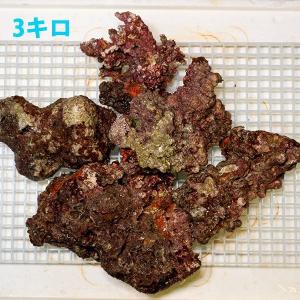 【サンプル】Sグレード ライブロック 1kgの...の詳細画像1
