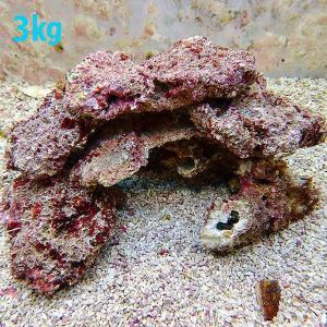 海水魚 ライブロック 海水魚 サンゴ 水生生物 の商品一覧 観賞魚生体 熱帯魚 アクアリウム用品 ペット用品 生き物 通販 Yahoo ショッピング