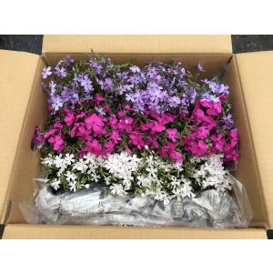 芝桜 人気の6種類の中から3種類を10株づつ選...の詳細画像1