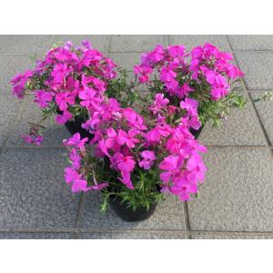 芝桜 人気の6種類の中から3種類を10株づつ選...の詳細画像2