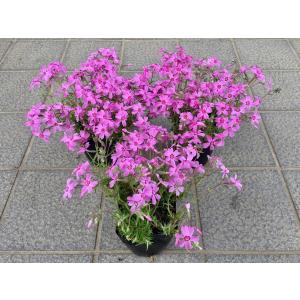 芝桜 人気の6種類の中から3種類を10株づつ選...の詳細画像3