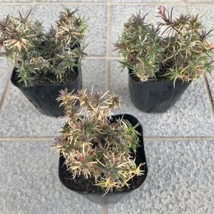 芝桜(シバザクラ)アメイジング グレイス 1株...の詳細画像2