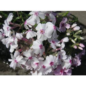 芝桜(シバザクラ)アメイジング グレイス 1株...の詳細画像3