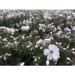 芝桜(シバザクラ)アメイジング グレイス 1株...の詳細画像4