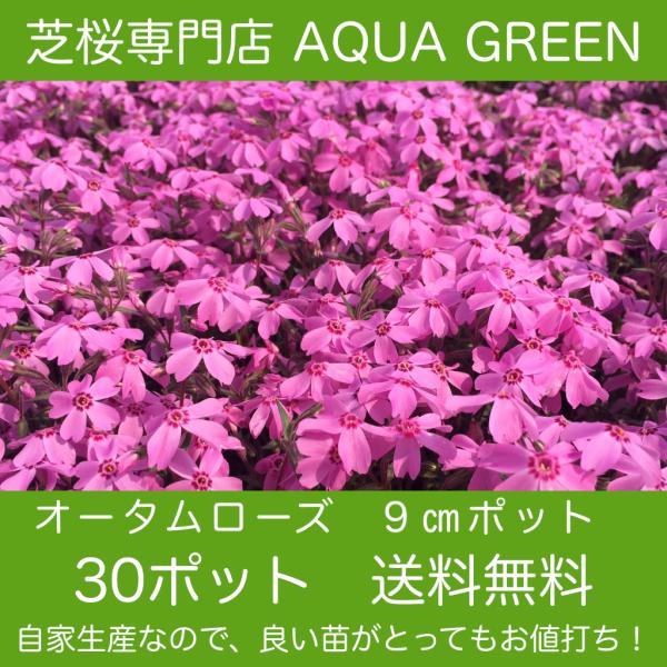 芝桜（シバザクラ）オータムローズ  80株 送料無料（沖縄県 北海道 離島は別途必要）９センチ３号ポ...