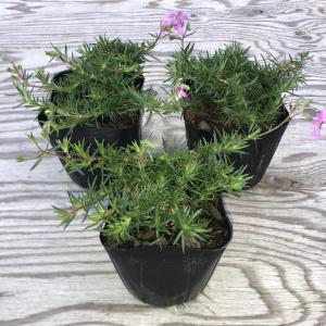 芝桜(シバザクラ)オータムローズ(明るいピンク...の詳細画像1