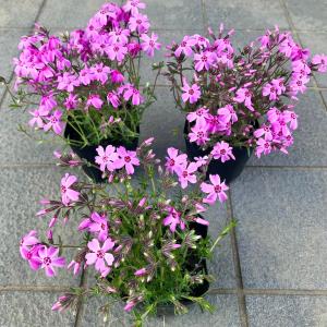 芝桜(シバザクラ)オータムローズ(明るいピンク...の詳細画像2