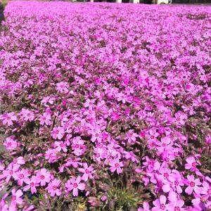 芝桜(シバザクラ)オータムローズ(明るいピンク...の詳細画像3
