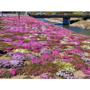 芝桜(シバザクラ)オータムローズ(明るいピンク...の詳細画像4