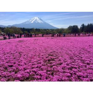 芝桜(シバザクラ)オータムローズ(明るいピンク...の詳細画像5