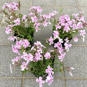 芝桜(シバザクラ)キャンディストライプ(多摩の...の詳細画像2