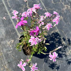 芝桜(シバザクラ)キャンディストライプ(多摩の...の詳細画像3