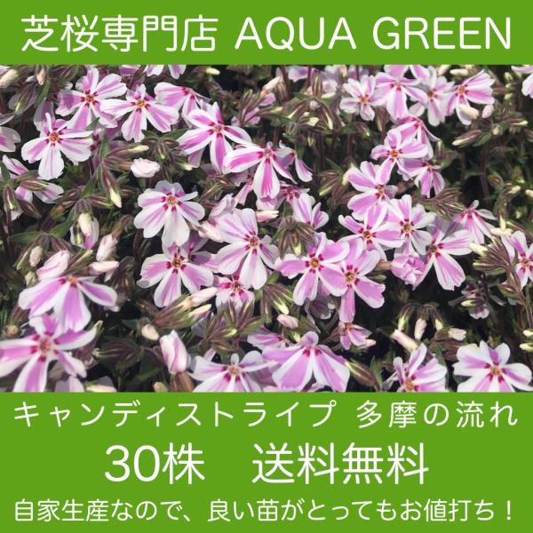 芝桜（シバザクラ）キャンディストライプ（多摩の流れ）80株 送料無料（沖縄県・離島は別途必要） 9セ...