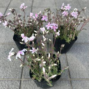 芝桜(シバザクラ)キャンディストライプ(多摩の...の詳細画像2