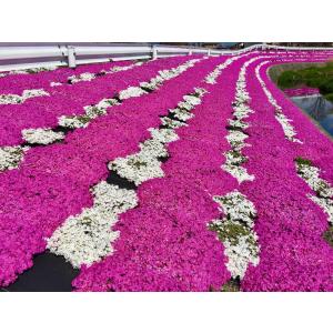 芝桜(シバザクラ)ダニエルクッション 10株セ...の詳細画像4