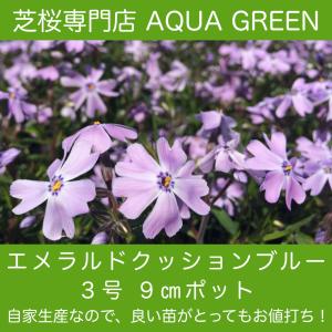 芝桜（シバザクラ） エメラルドクッションブルー １株 ９センチ ３号ポット レビューを書いて芝桜に良い特典あり！ 芝桜専門店なので 高品質 最安値！