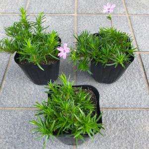 芝桜(シバザクラ) エメラルドクッションブルー...の詳細画像1